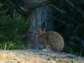 Hoppe hare