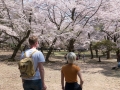 Körsbärsblom även i Nara