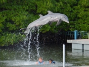 Delfinerna hoppar högre än Erik