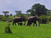 Elefanter med ungar