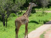 Liten giraff