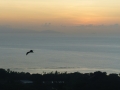 Flygande hund i solnedgång, Mahe långt bort i horisonten