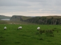 Hadrianus mur med får