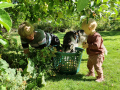 Anny, Varga och Anny plockar äpplen