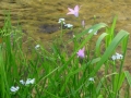 Blommor vid ån Rodl