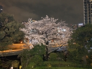 Sakura först kvällen i Tokyo