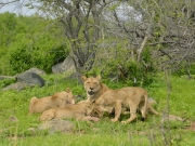 Tre lejonungar mumsar impala