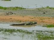 Konrad Krokodil