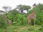 Giraffmamma med unge
