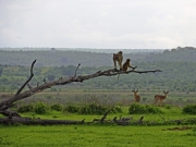 Babianer på gren