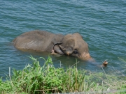 Elefantbad