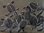 Sköldpaddisar