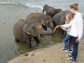 Elefantbad i Pinnawala