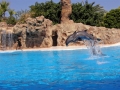 Hoppiga delfiner