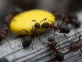 Myror & Påskgodis